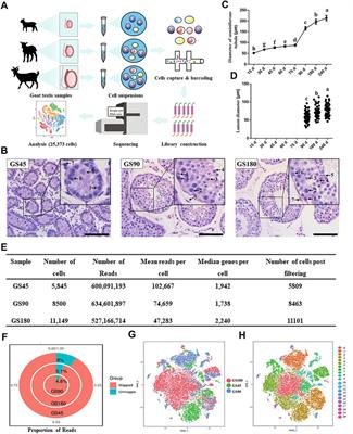 Single-cell transcriptomics reveals male germ cells and Sertoli cells developmental patterns in dairy goats